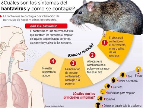 Hantavirus pulmonary syndrome is a rare disease caused by the sin nombre virus, one of several hantaviruses identified in the americas. Hantavirus kills its first victim in China and thousands fear global epidemic | Diario Salto Al Día