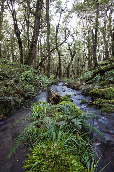 New Zealand Forest Highlux Photography