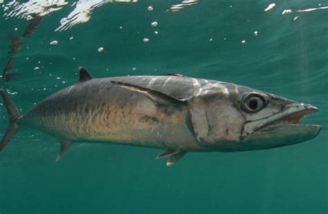 Dengan memberikan nama yang islami, maka. Nama-nama latin Ikan air tawar dan air laut