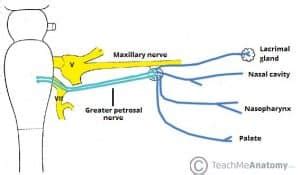 Parasympathetic Innervation To The Head And Neck Anatomy Ganglia Teachmeanatomy