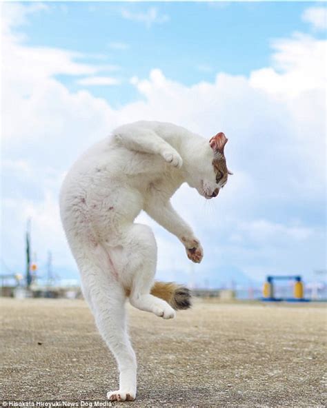 Photographer Shoots Cats With Kung Fu Moves Daily Mail Online