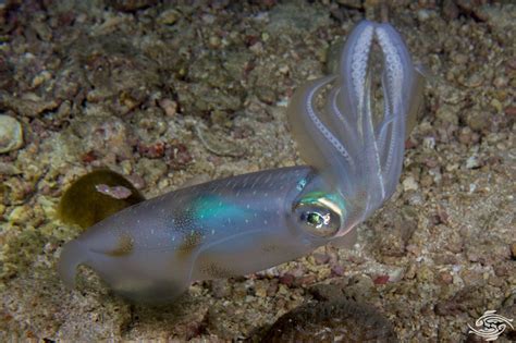 Bigfin Reef Squid- Facts Photographs and Video - Seaunseen
