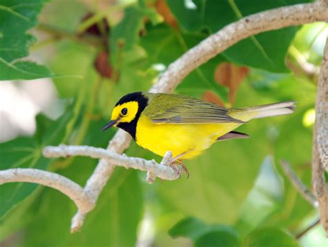 warbler, Bird, Birds, Nature, Wildlife Wallpapers HD / Desktop and 