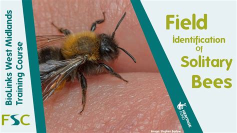 Field Identification Of Solitary Bees Field Studies Council