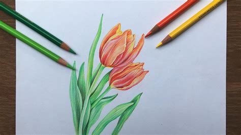 Tulip Flowers Drawing In Color Pencil Flower Drawing Youtube