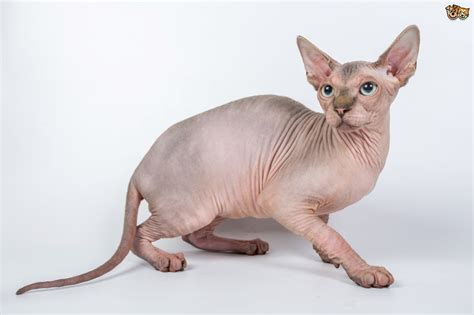 Sphynx Cat Breed Information Buying Advice Photos And Facts Pets4homes