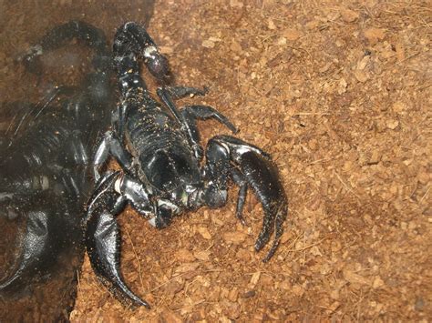 Malaysian Giant Forest Scorpion Heterometrus Spinifer Zoochat