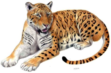 Пантера Zdanskyi Longdan тигр по Jagroar на Deviantart Tiger Skull