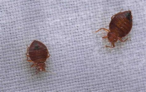 Some people suggest that switching wooden furniture for metal helps to get rid of bed bugs. 5 Questions to Ask If You Suspect Bed Bugs Invasion » Residence Style