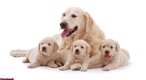 Dogs Golden Retriever Mother And Puppies Photo Golden Retriever