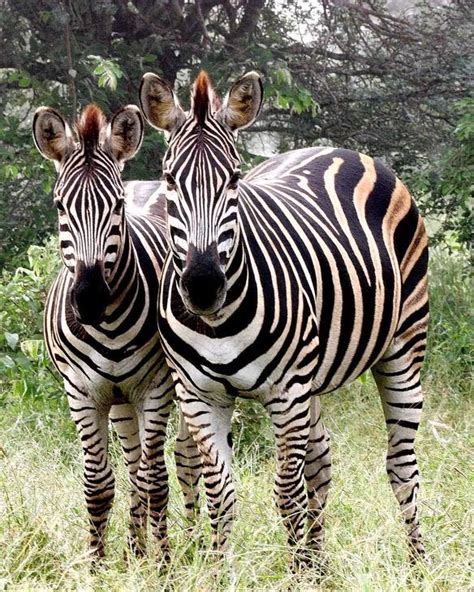 Gambar Foto Gratis Kuda Zebra Kebun Binatang Hewan Gambar Alam Di