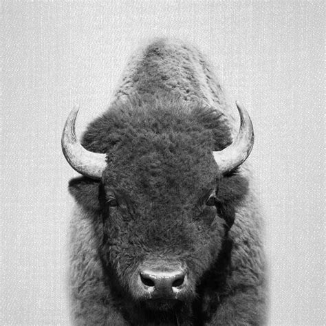 Buffalo In Black And White Art Print By Gal Design Icanvas Black