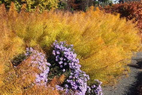 No comments have been posted regarding how to plant amsonia ciliata filifolia georgia pancake. Black Gold Blazing Garden Plants For Autumn Glory