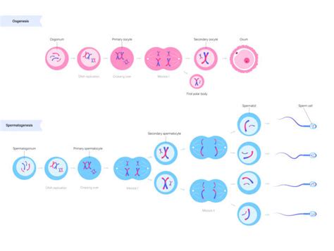 Mitosis Meiosis Illustrations Royalty Free Vector Graphics And Clip Art