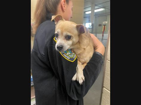Lost Dog's Owner Sought In West Haven: Animal Shelter | West Haven, CT
