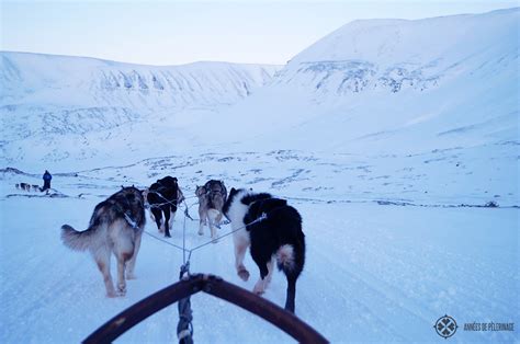Dog Sledding In Spitsbergen A Travel Guide