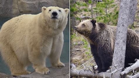 Pizzly Bear Climate Change Pushing Interbreeding Between Polar