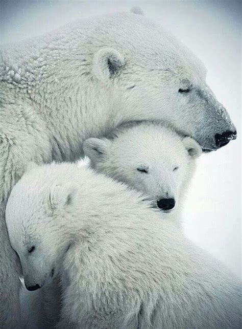 1304 Best Polar Bears Images On Pinterest Polar Bear