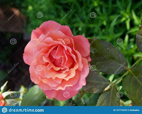 Coral Pink Rose In Full Bloom Stock Image Image Of Petal Pale 127715475
