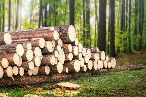 Forest Pine And Spruce Trees Log Trunks Pile The Logging Timber Wood