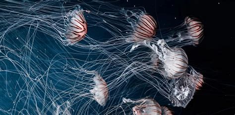 Are Jellyfish Dangerous Everything You Need To Know