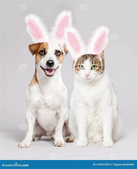Cat And Dog Wearing Easter Bunny Ears Peeking Out Stock Image Image