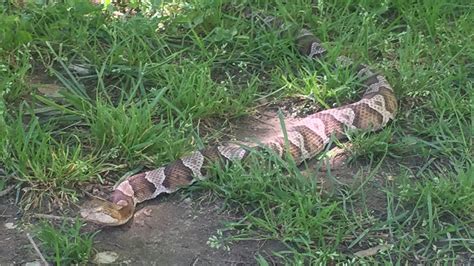 Increase In Snake Sightings Due To Early Start To Spring