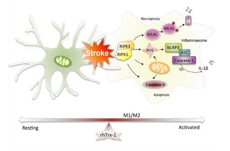 A stroke, sometimes called a brain attack, occurs when something blocks blood supply to part of the brain or when a blood vessel in the brain bursts. Mechanisms of rhTrx-1 treatment on cerebral ischemic ...