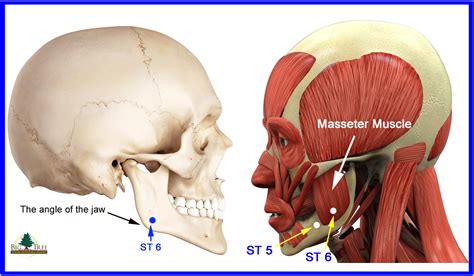 Quizzes on human skeletal system anatomy, bone anatomy, and bone markings. Stomach 5 and Stomach 6 Acupressure Points on the Jaw ...