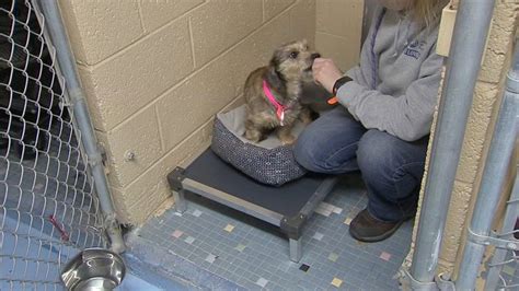 Shelter Animals Receive Warm Beds Following Community Donations 6abc