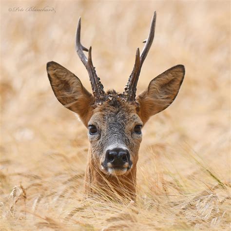 Roe Deerexplored Roe Deer Deer Photography Deer