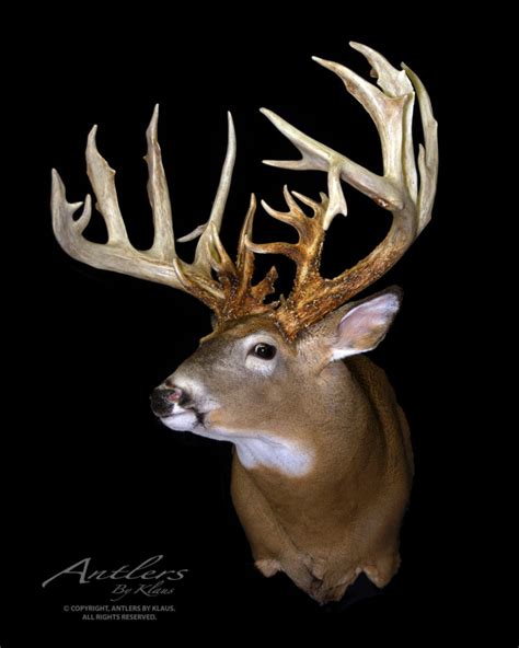 Fred Sierks Buck Antlers By Klaus