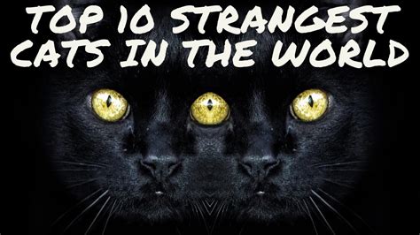 Top 10 Strangest Cats In The World Animal Globe Youtube