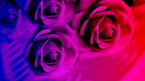 Here at scandinavian wallpaper & decor we specialise in modern wallpapers and murals. Purple roses in bright color wallpapers and images - wallpapers, pictures, photos