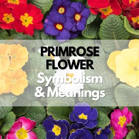 Primrose Flower Symbolism Meanings And History Symbol Genie