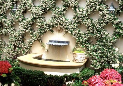 Excellent on trellis, fence, entryway or arbor. Star Jasmine Vine | Flickr - Photo Sharing! | Star jasmine ...