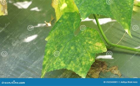 Cucumber Cucumis Sativus Timun Mentimun Ketimun Leaves On The Tree