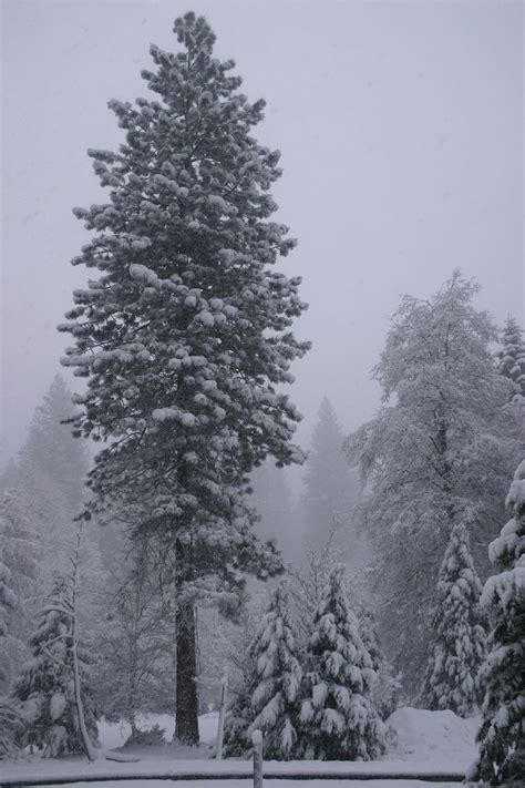 A California Redwood Stands Tall In A Yosemite Snowstorm Smithsonian
