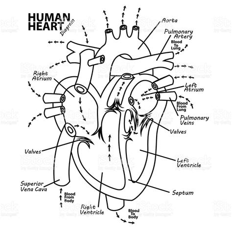 Vector Illustration Of Human Heart Diagram Anatomy Tattoo Heart