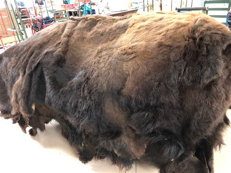 First Grade High Quality Buffalo Hides Only 850 Ea — El Paso