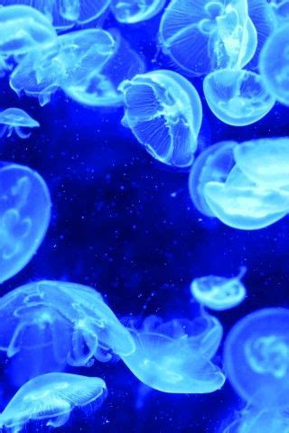 Free Animals iPhone Wallpapers and iPod Touch Wallpapers HD | Jellyfish