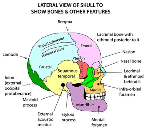 Skull Lateral Or Side View The Main Facial Bones Include The Two Nasal