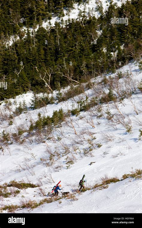 Telemark Skiers Climb The Headwall Of King Ravine In New Hampshires