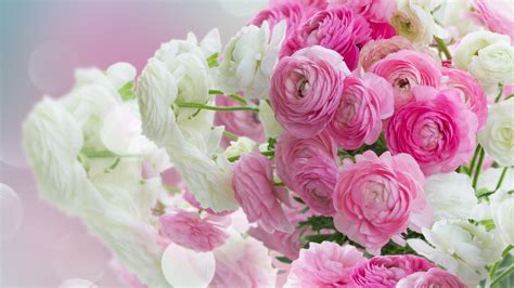 Fonds Décran Gros Plan De Fleurs Pivoines Roses Et Blanches 3840x2160