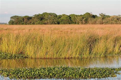 Paraguay Birding And Nature Pbn