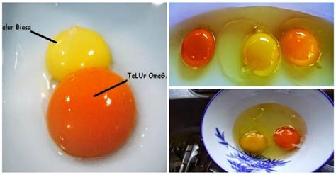 Tidak Semua Telur Itu Sehat Berikut Cara Membedakan Telur Ayam Sehat