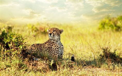 Free Wallpaper Of Animals Cheetah On The Savannah Of Africa Free