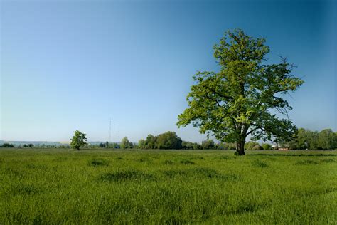 Free Images Tree Nature Horizon Cloud Sky Field Lawn Meadow