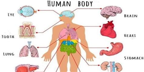 Diseases in different parts of the body. Organs in Human Body - QS Study