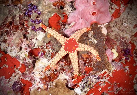 Seeing Stars Tiled Sea Star Fromia Monilis Maldives Brett Touzell